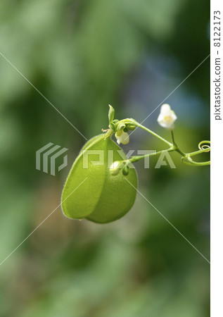 Fuzen kazura(氣球kudzu) Fuzen kazura(氣球kudzu) 8122173