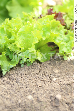 Young salad lettuce growing outdoors 8122582