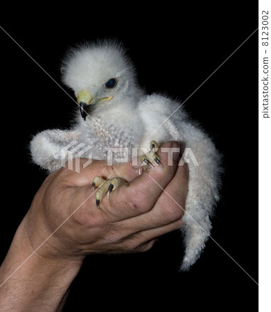 Juvenile buzzard 8123002