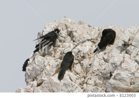 Alpine Chough (Pyrrhocorax graculus) 8123003