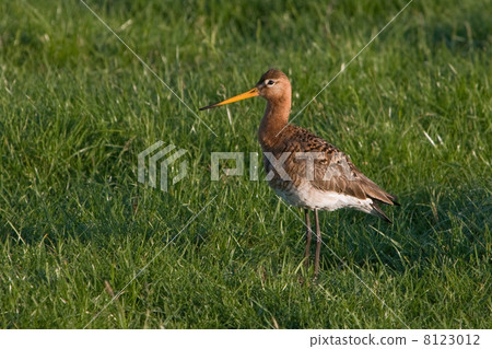 Bar-tailed Godwit (Limosa lapponica) 8123012