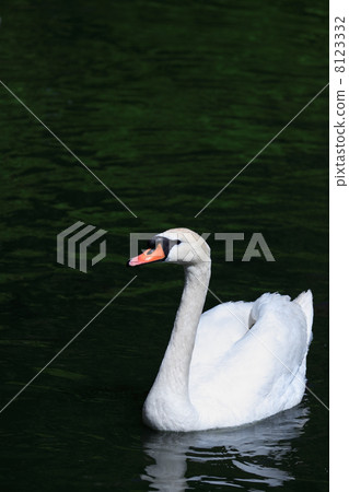 Swan On Water 8123332