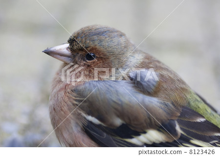 Chaffinch (Fringilla Coelebs) 8123426
