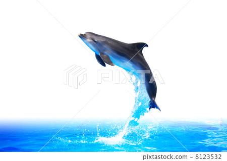 Dolphin High Jump Dolphin High Jump 8123532