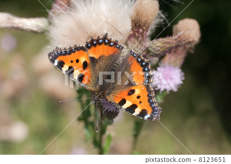 Small Tortoiseshell butterfly (Aglais urticae) Small Tortoiseshell butterfly (Aglais urticae) 8123651