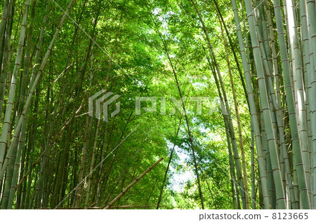 沉默的竹林 沉默的竹林 8123665