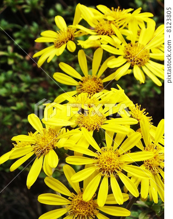 Tsuwabuki系列 8123805