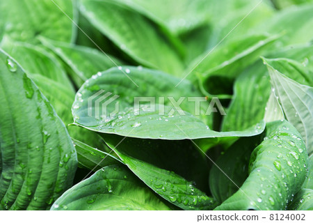 green leaves 8124002
