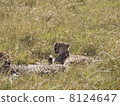 Laughing cheetah 8124647