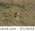 Cheetah to take out tongue 8124648