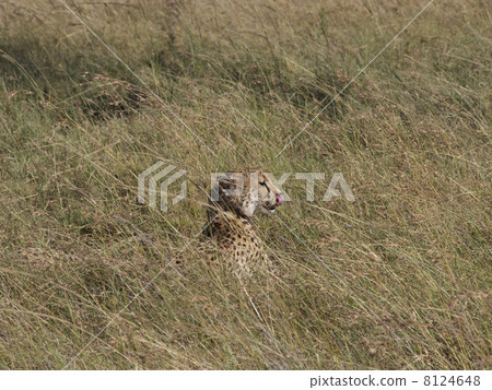 Cheetah to take out tongue Cheetah to take out tongue 8124648