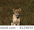 lion 8124650