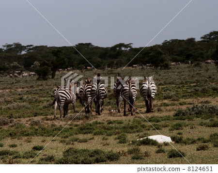 Zebra's butt Zebra's butt 8124651