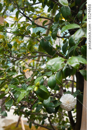 Shimogamo Shrine Shamisuke(白椿) Shimogamo Shrine Shamisuke(白椿) 8124668