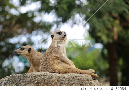 meerkat  8124684