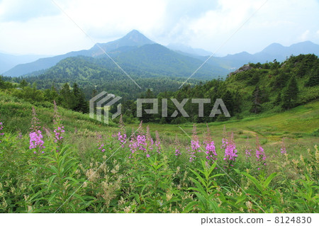 Shiga Kogen's summer 8124830