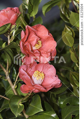 Flowers of the Camellia Japonica 8125004