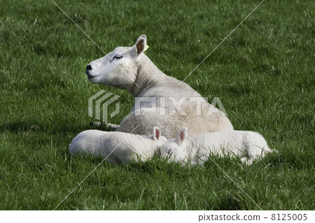 Young lambs with their mother Young lambs with their mother 8125005
