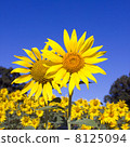 Sunflower field 8125094