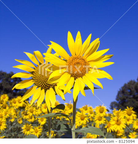 Sunflower field 8125094