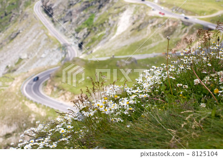 mountain road with camomiles foreground mountain road with camomiles foreground 8125104