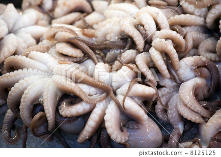 octopuses 8125125