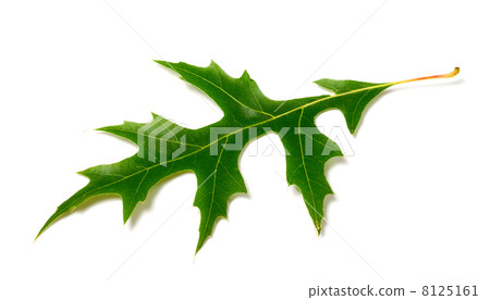 Green leaf of oak (Quercus palustris) on white background Green leaf of oak (Quercus palustris) on white background 8125161