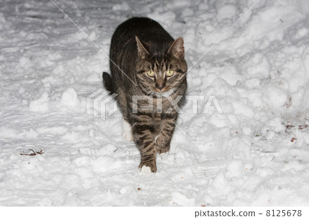 Cat walking through the snow 8125678