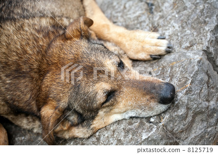 sleeping stray dog sleeping stray dog 8125719
