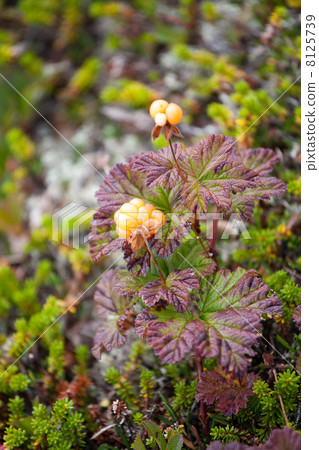 cloudberry cloudberry 8125739