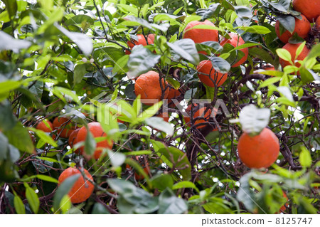tangerines tangerines 8125747