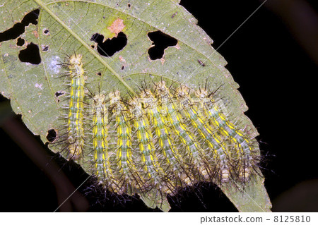 Group of venomous Saturniid moth caterpillars on a leaf in rainforest, Ecuador Group of venomous Saturniid moth caterpillars on a leaf in rainforest, Ecuador 8125810