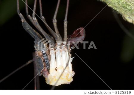 Tail-less whipscorpion shedding its skin 8125819