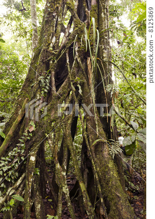 Strangler Fig (Ficus sp.) in rainforest, Ecuador. Strangler Fig (Ficus sp.) in rainforest, Ecuador. 8125869