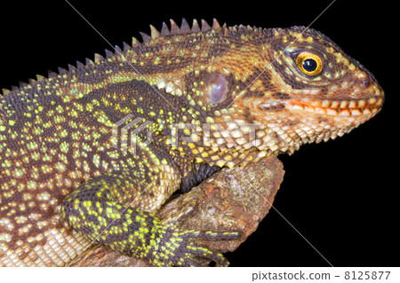 Red-eyed wood lizard (Enylioides oshaughnessyi) in Western Ecuador 8125877