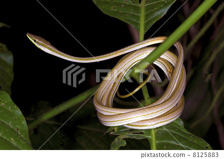 Vine Snake (Xenoxybelis argenteus) coiled in the rainforest understory, Ecuador. Vine Snake (Xenoxybelis argenteus) coiled in the rainforest understory, Ecuador. 8125883