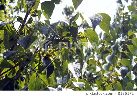 Fruit of the eucommia 8126171