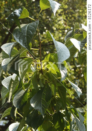 Fruit of the eucommia 8126172