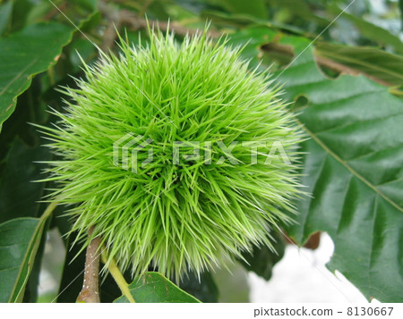 Chestnut ginger 8130667