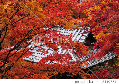 京都高知寺秋葉 8130774