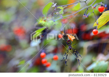 女性蜘蛛和紅色菠菜 8130929