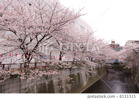 Cherry blossom near Meguro River Near Ikejiri Ohashi Bridge Cherry blossom near Meguro River Near Ikejiri Ohashi Bridge 8131315