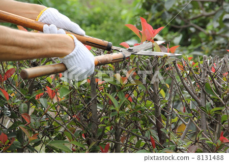pruning 8131488