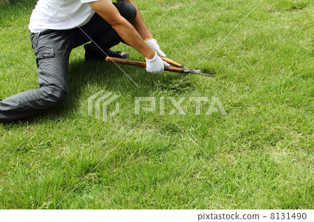 Lawn mowing 8131490