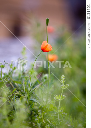 small tender poppy flower 8131501