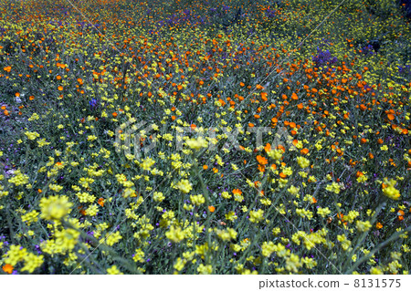 wild flowers 8131575