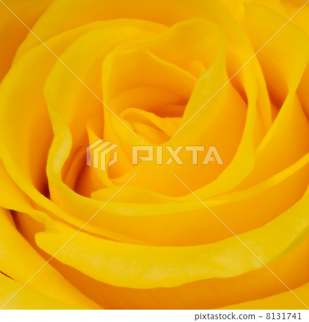 yellow rose yellow rose 8131741