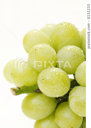 沒有無籽的茉莉花 8132233