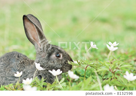 rabbit 8132596