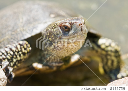 tortoice tortoice 8132759